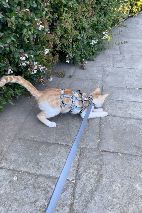 Karanlıkta Parlayan Reflektörlü Şık Kedi Harness, Kedi Yürüme Tasması, Kedi Güvenlik Tasması - NPC011 - 4