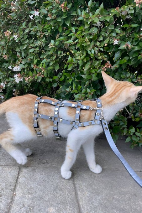 Karanlıkta Parlayan Reflektörlü Şık Kedi Harness, Kedi Yürüme Tasması, Kedi Güvenlik Tasması - NPC011 - 1