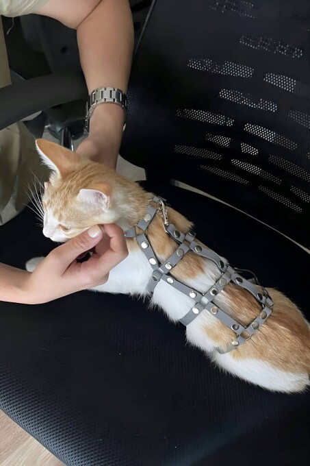 Karanlıkta Parlayan Reflektörlü Şık Kedi Harness, Kedi Yürüme Tasması, Kedi Güvenlik Tasması - NPC011 - 6