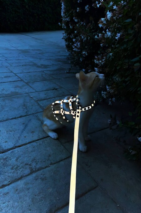 Karanlıkta Parlayan Reflektörlü Şık Kedi Harness, Kedi Yürüme Tasması, Kedi Güvenlik Tasması - NPC011_Kopya(1) - 2